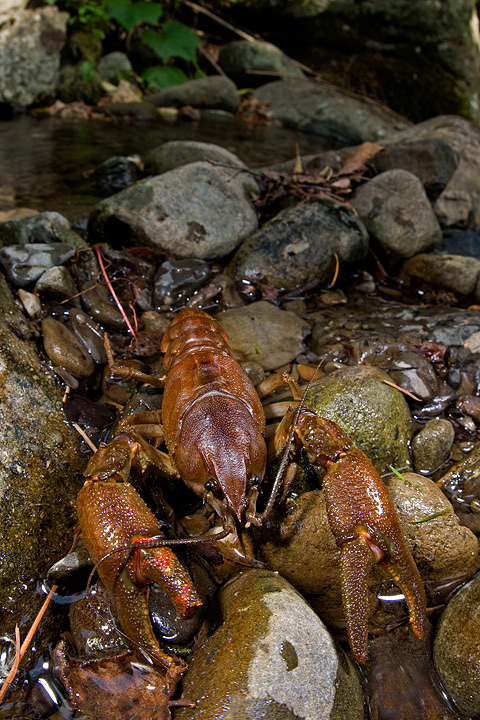 gambero, fiume, austropotamobius pallipes, val d'aveto